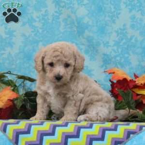 Almond, Bich-Poo Puppy